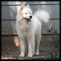 Boreas