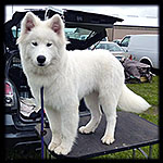 Boreas
