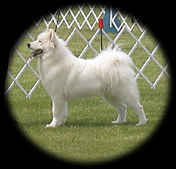 calla in the show ring