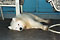 summertime snooze