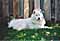 still resting in the shade