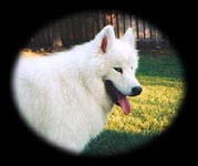 Visit Cirrus's page