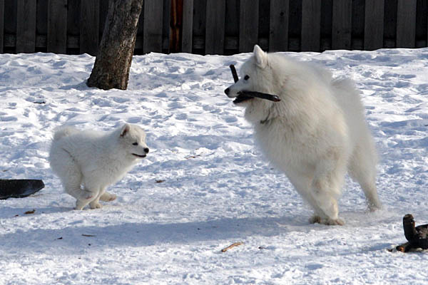 Ej samoyeds hot sale