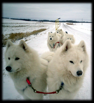 my sled team