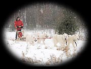 Visit our dogsledding page