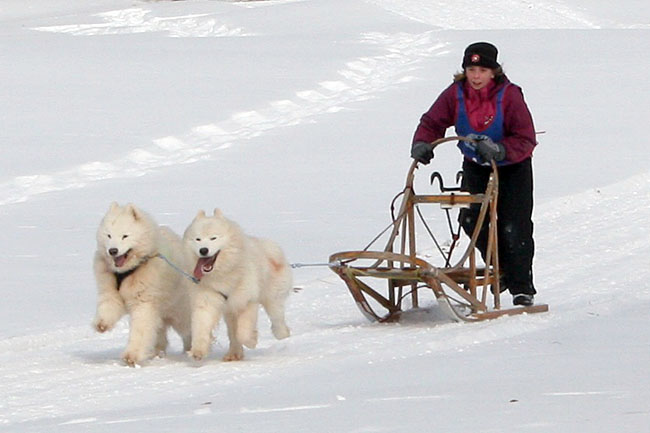 arctic cross samoyeds