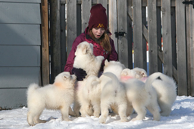 Samoyed breeders midwest cheap