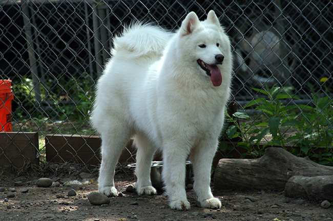 DiamondDrift Samoyeds