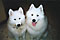 cirrus and mazzy, new best friends