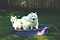 two very happy dogs