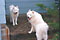 cirrus and mazzy