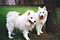 mazzy and cirrus