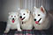 family portrait