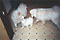mazzy, cirrus, and jasper