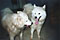 cirrus and tess ignoring their mud