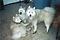 cirrus, tess, and mazzy