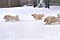 snow chasing