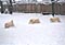 more snow chasing