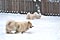 mazzy, tess, cirrus