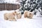 tess, cirrus, mazzy