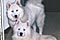 cirrus and mazzy