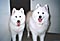 cirrus and mazzy