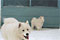 mazzy says: 'come on cirrus, snow is fun!'