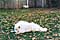 lazin' in the leaves