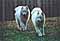 cirrus and luma