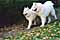 luma and cirrus