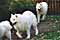 mazzy and cirrus chase someone's butt