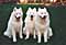 cirrus, tess, and mazzy
