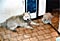 cirrus and calla rest after their mud baths