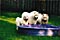 calla, mazzy, and cirrus