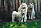 calla, mazzy, and cirrus