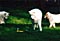 cirrus, mazzy, and calla