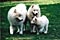tess, cirrus, and calla