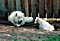 mazzy teaches the fine art of stick-chewing to calla