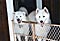 jasper and mazzy