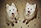 mazzy and jasper