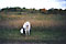 mazzy at crow-hassan