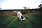 mazzy and a nice view from a prairie hill