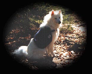 laika on the trail