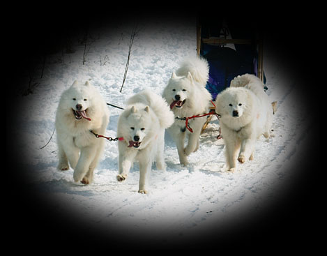 DiamondDrift Samoyeds On The Trail