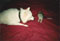 laika's second cat, chiya