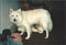 laika and chiya