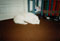 harp seal impression