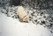 digging in the snow