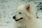 laika in the snow