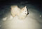 snow bear!